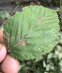 Ectoedemia rubifoliella