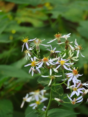Eurybia macrophylla
