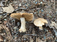 Cortinarius compressus