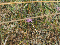 Centaurea
