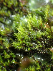 Pulvigera lyellii