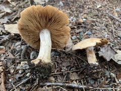 Cortinarius compressus