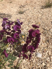 Swainsona pterostylis