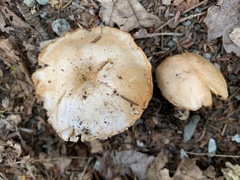 Cortinarius compressus