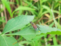 Mesembrius bengalensis