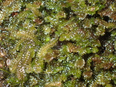 Diplophyllum