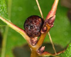 Amphibolips