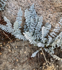 Pellaea bridgesii