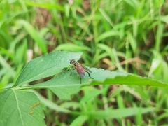 Mesembrius bengalensis