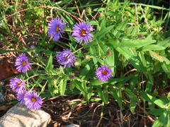 Symphyotrichum novae-angliae
