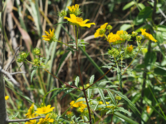Bidens trichosperma