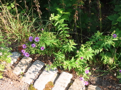 Symphyotrichum novae-angliae