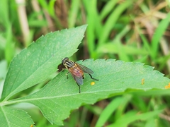 Mesembrius bengalensis