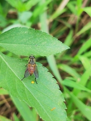 Mesembrius bengalensis