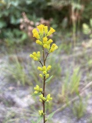 Solidago puberula
