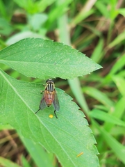 Mesembrius bengalensis