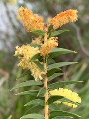 Acacia oxycedrus