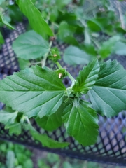 Malvastrum coromandelianum