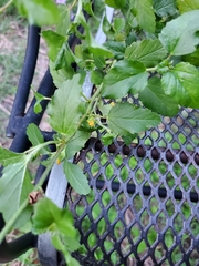 Malvastrum coromandelianum