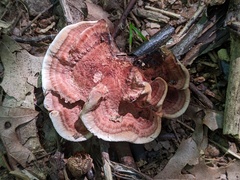 Hydnellum concrescens