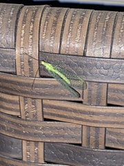 Chrysopa nigricornis