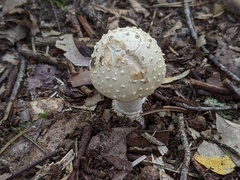 Amanita multisquamosa