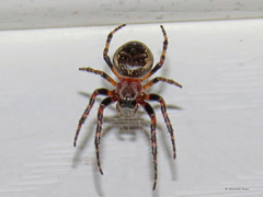 Larinioides patagiatus