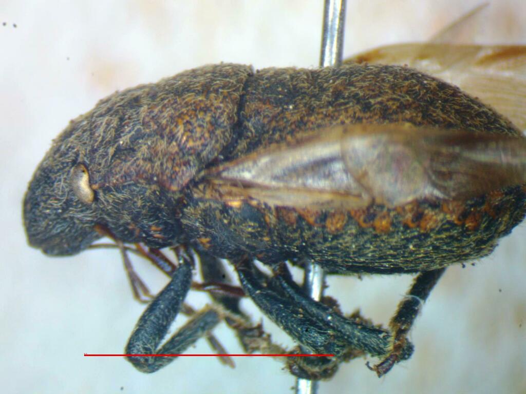 Camirus moestus
