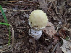 Amanita multisquamosa