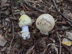 Amanita multisquamosa