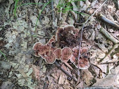 Hydnellum concrescens