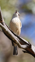 Pachycephala rufiventris