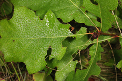 Amphibolips