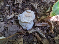 Hypomyces chlorinus