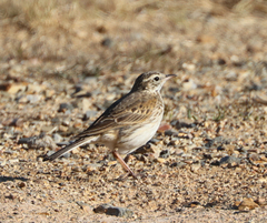 Anthus australis