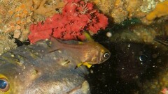 Pempheris multiradiata