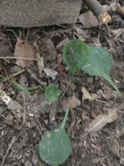 Packera obovata