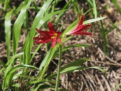 Zephyranthes bifida