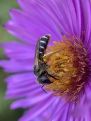 Halictus ligatus