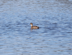 Poliocephalus poliocephalus