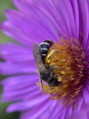 Halictus ligatus