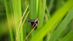 Chalciope mygdon