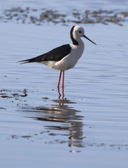 Himantopus leucocephalus