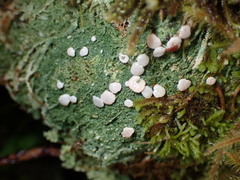 Icmadophila ericetorum