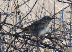 Cincloramphus mathewsi