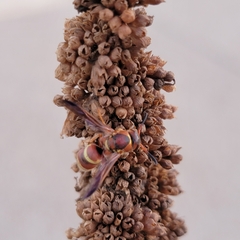 Euodynerus pratensis