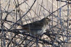 Cincloramphus mathewsi