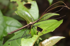 Pseudophasma phthisicum