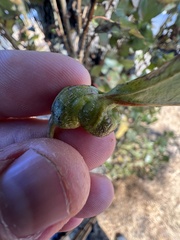 Pemphigus spyrothecae