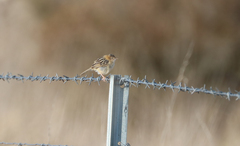 Cisticola exilis